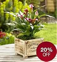 Calla Lily in Wooden Box