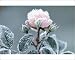 Photographic Prints of Miniature rose - rimed, frosted pink flower in garden from Ardea Wildlife Pets