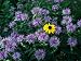 Prairie Coneflower (Ratibida Columnifera) Growing Among a Group of Horsemint Canada Flowers Photographic Poster Print by Jeff Foott, 30x40