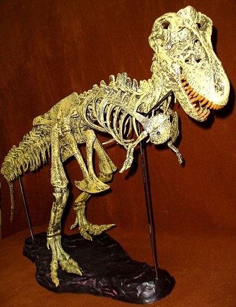 王龙骨架组装套件T-REX骨架模型,代购日本,国