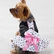 Polka Dot Ribbon Collection - While Supplies Last!
