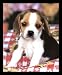 Cutest Baby Beagle Puppy Dog Gold Wood-Mounted Art Poster Print - 16 X 20