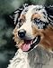 Australian Shepherd Dog Art Print Signed by Artist DJ Rogers