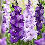 Gladiolus Bulbs Blue Moon Mix