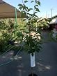 Kwanzan Flowering Cherry Tree, Five Gallon Container Kwanzan Flowering Cherry Tree, Five Gallon Container