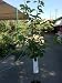 Kwanzan Flowering Cherry Tree, Five Gallon Container