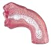California Exotics Deep Throat Stroker