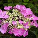 Let &acute; s Dance Starlight PPAF Hydrangea Bush - REBLOOMING - B00185XIX2