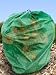 Search : Tomato Plant Protector Bags- Set of four (4) Extends Harvest Time and protects against frost, wind, cold. Lengthen your tomato harvest season