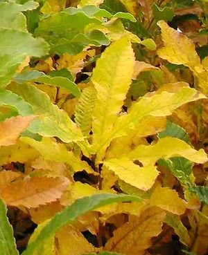 More information about OAK 