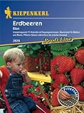 Eigenschaften Kiepenkerl - Gemüse-Saatgut  / Erdbeeren Elan Pillensaat