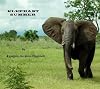 Elephant Summer