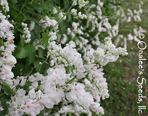 10+ Rare White Alba Coral Vine Seeds Vigorous Bloomer