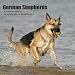 German Shepherds 2011 Calendar MGDOG31
