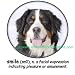 Bernese Mountain Dog Smile Adult T Shirt