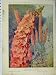 1911 Verbascum Caledonia Veronica Flowers Garden Print