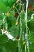 Homegarden - 24
