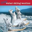 Waterskiing Westies 2010 Wall Calendar
