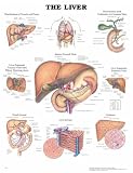 The The Liver Anatomical Chart