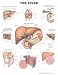 The The Liver Anatomical Chart