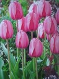 Pink Impression Tulips : 8 Bulbs