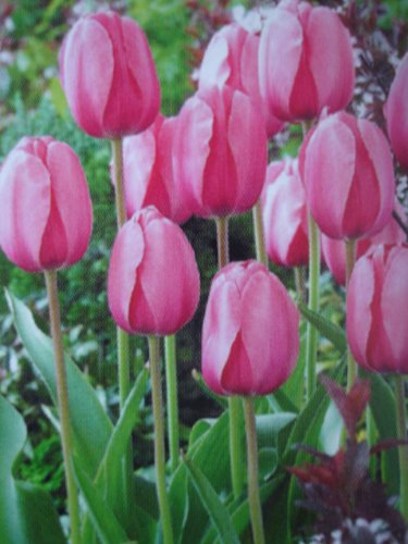 Tulip Bulbs