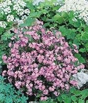 Forget-Me-Not 'Victoria Rose' - 8 Plants - Myosotis