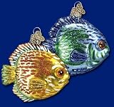 The best way to Setup Your Discus Fish Aquarium 51bJh6CRlcL. SL160 The best way to Setup Your Discus Fish Aquarium