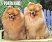 pomeranian9 - Just Pomeranians 2010 Wall Calendar