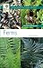 Ferns (Wisley Handbooks)