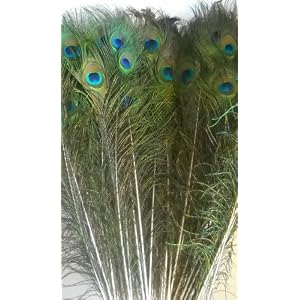 Long-Peacock-Eye-Feathers-100-pack-30-35-inches
