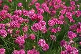 Amazon / Hirts: Perennials; Sun: Bloodstone Sea Thrift Perennial - Armeria - NEW