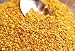 Wallmonkeys Peel and Stick Wall Decals - Bee Pollen Granules.close up - Removable Graphic