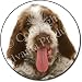 ITALIAN SPINONE DOG & KITTENS Fridge Magenet