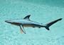 Taxidermy Quality Fiberglass 23" Blue Shark Wall Mount