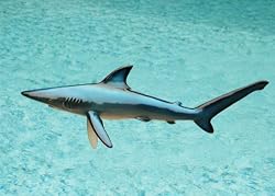 Taxidermy Quality Fiberglass 23" Blue Shark Wall Mount