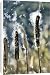 Canvas Prints of Greater REED-MACE / Bulrush / Common Cattail from Ardea Wildlife Pets