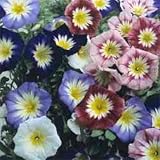 Amazon / Tropical Oasis: MORNING GLORY DWARF MIXED ENSIGN BULK 1500 seeds