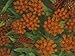 Butterfly Weed Flowers, Asclepias Tuberosa, North America Photographic Poster Print by Gary Meszaros, 24x18