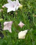 Eigenschaften Dachstauden  / Platycodon grandiflora Perlmutterschale - Ballonblume