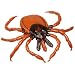 3B Scientific R50 Castor-bean tick (Ixodes Ricinus), 4.7" x 4.7" x 0.8"