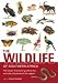 The Wildlife of Southern Africa:  Larger Illustrated Guide to the Animals and Plants of the Region