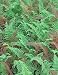 Dennstaedtia punctilobula - Hay Scented Fern
