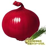 国華園　玉ねぎ苗　F1レッドダイヤモンド　100本