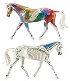 Review Breyer UK 1228 / Breyer UK - Anatomy In Motion