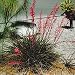 Red Yucca Hesperaloe parviflora plant 1 fan