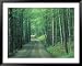 Gravel Road Through Maple Grove, Green Mountains, Vermont, USA Framed Art Poster Print by Darrell Gulin, 49x39