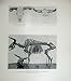 1904 SKULL URUS HORNS SKELETON PLEISTOCENE BISON NATURE