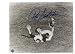 Autographed Ron Swoboda New York Mets 8x10 Photo