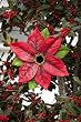 Poinsettia Birdhouse